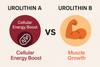 Urolithin A vs B: Key Differences and Health Benefits Explained